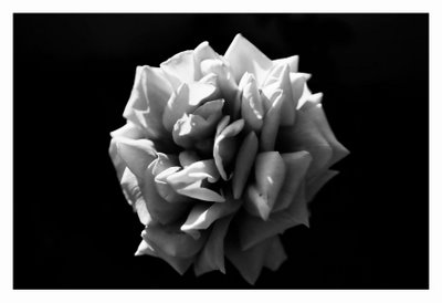 Late_Bloom